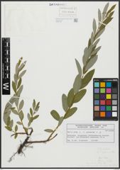 Foto von Salix alba L. x Salix purpurea L.